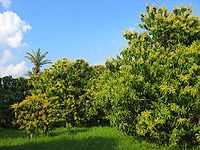 Photo of mango trees with clear sky in background