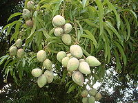 White oblong fruits on a background of much thin, but much longer  leaves