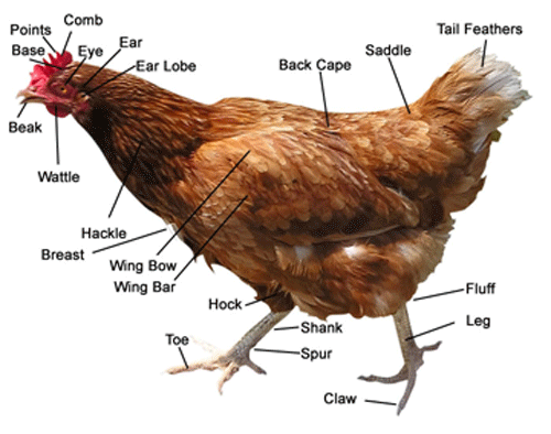 chicken-anatomy.gif