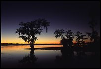 Bald Cypress at sunset on Lake Martin. Louisiana, USA