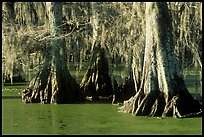 Bald Cypress growing out of the green waters of the swamp, Lake Martin. Louisiana, USA